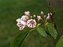 Kalmia latifolia Pepermint